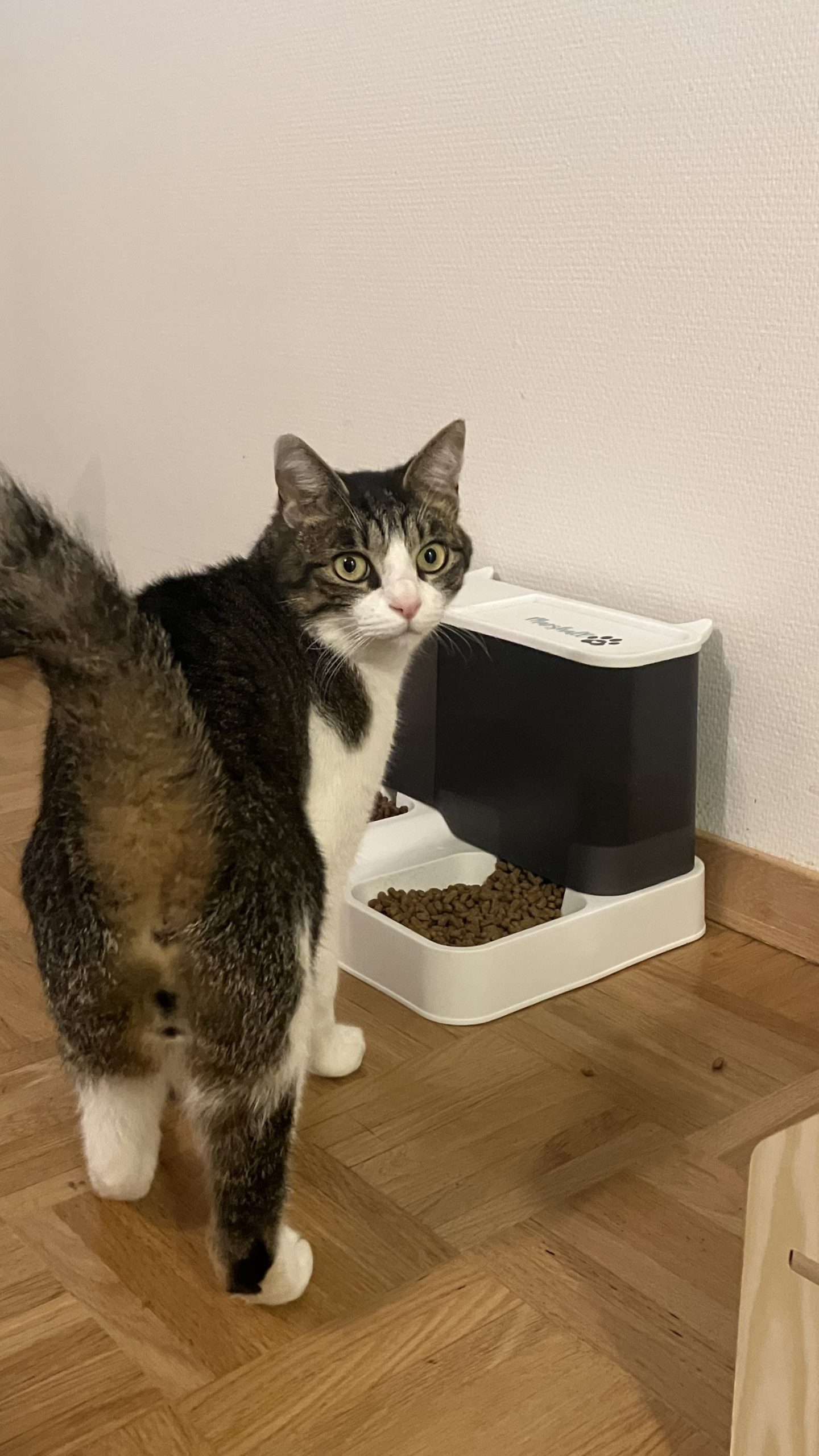 garde de chat neyruz